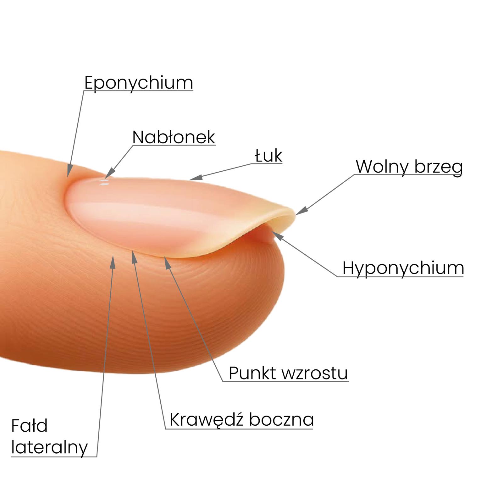 Analiza naturalnych paznokci
